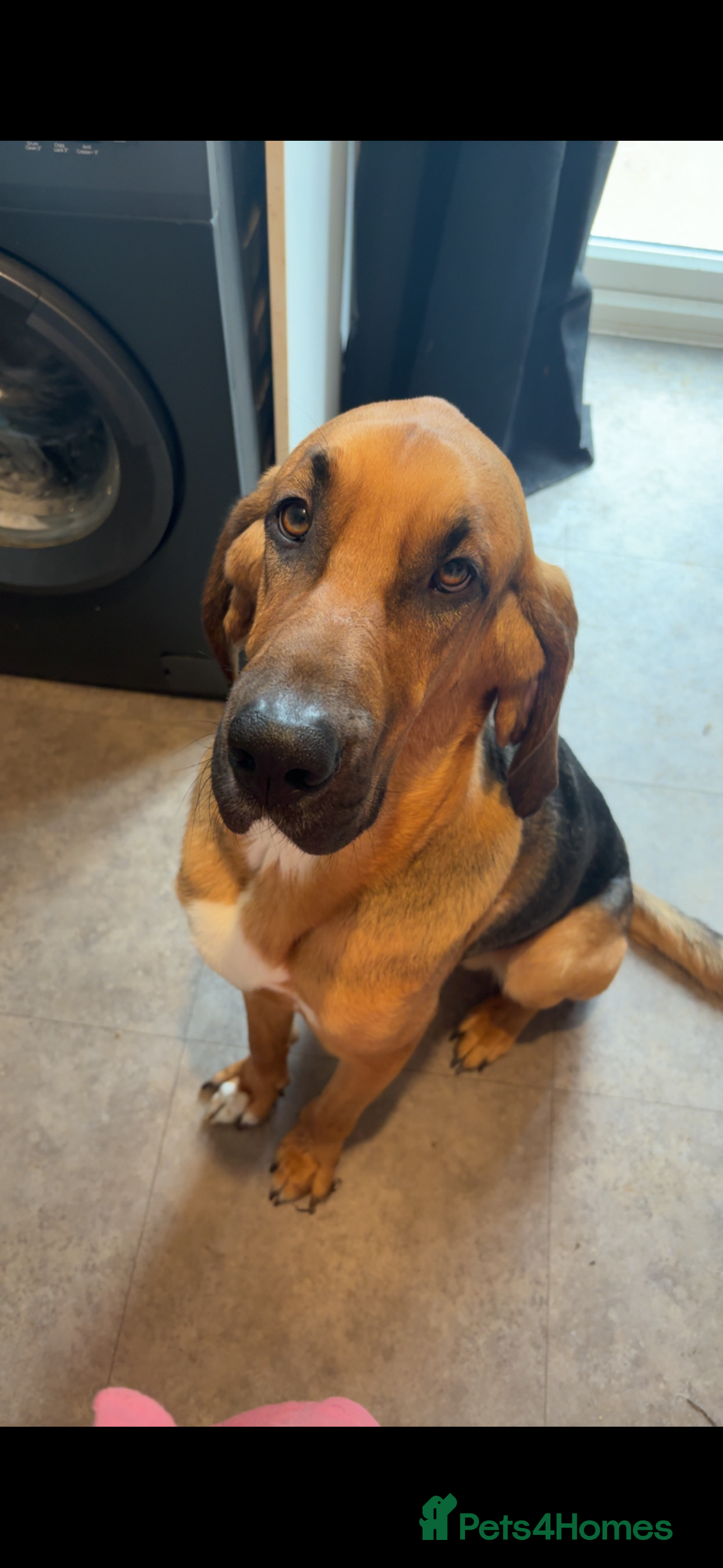 Bloodhound dogs Rehoming bloodhound  - Advert 1