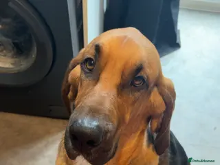 Bloodhound dogs Rehoming bloodhound - Advert 1
