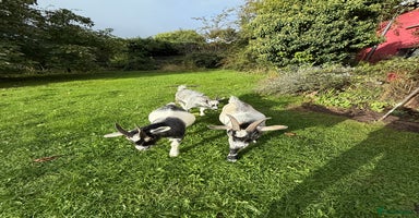 Goats livestock - Advert 1