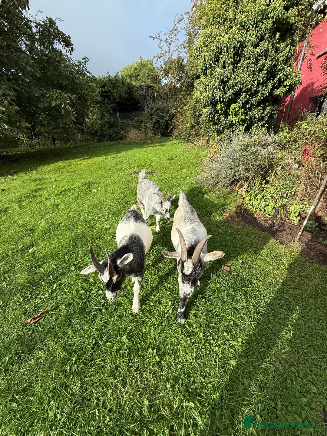 Goats livestock for sale: 3 brother hand reared Pygmy goats, neutered  - Image 3