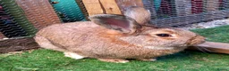 Continental Giant rabbits for sale: Male continental giant - Advert 4