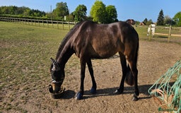Andalusian horses for sale: Full Loan in Beccles - Image 12