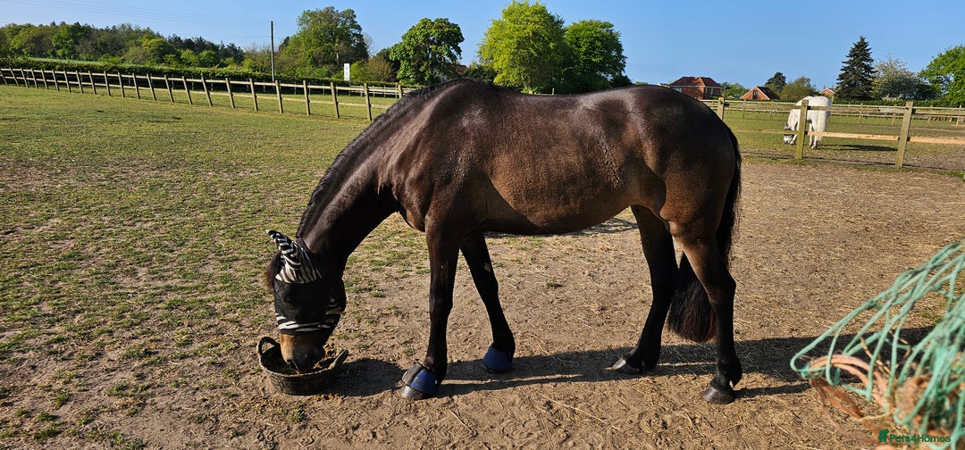 Andalusian horses for sale: Full Loan in Beccles - Image 12