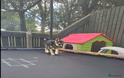Mixed Breed dogs for sale: Female Shepkita Puppy - Image 11