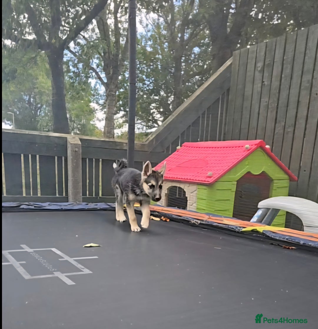 Mixed Breed dogs for sale: Female Shepkita Puppy - Image 11