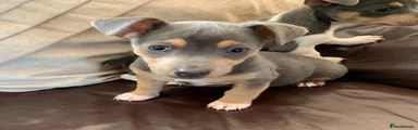 Jack Russell 1