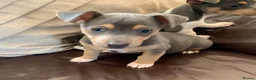 Jack Russell dogs for sale: Fabulous Miniature Jack Russell puppies  - Advert 10