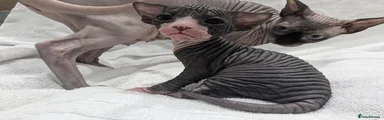 Sphynx 1 - Boy