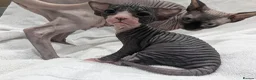 Sphynx cats for sale: ***TICA ACTIVE*** - PURE BREAD SPHYNX - AVAILABLE - Advert 3