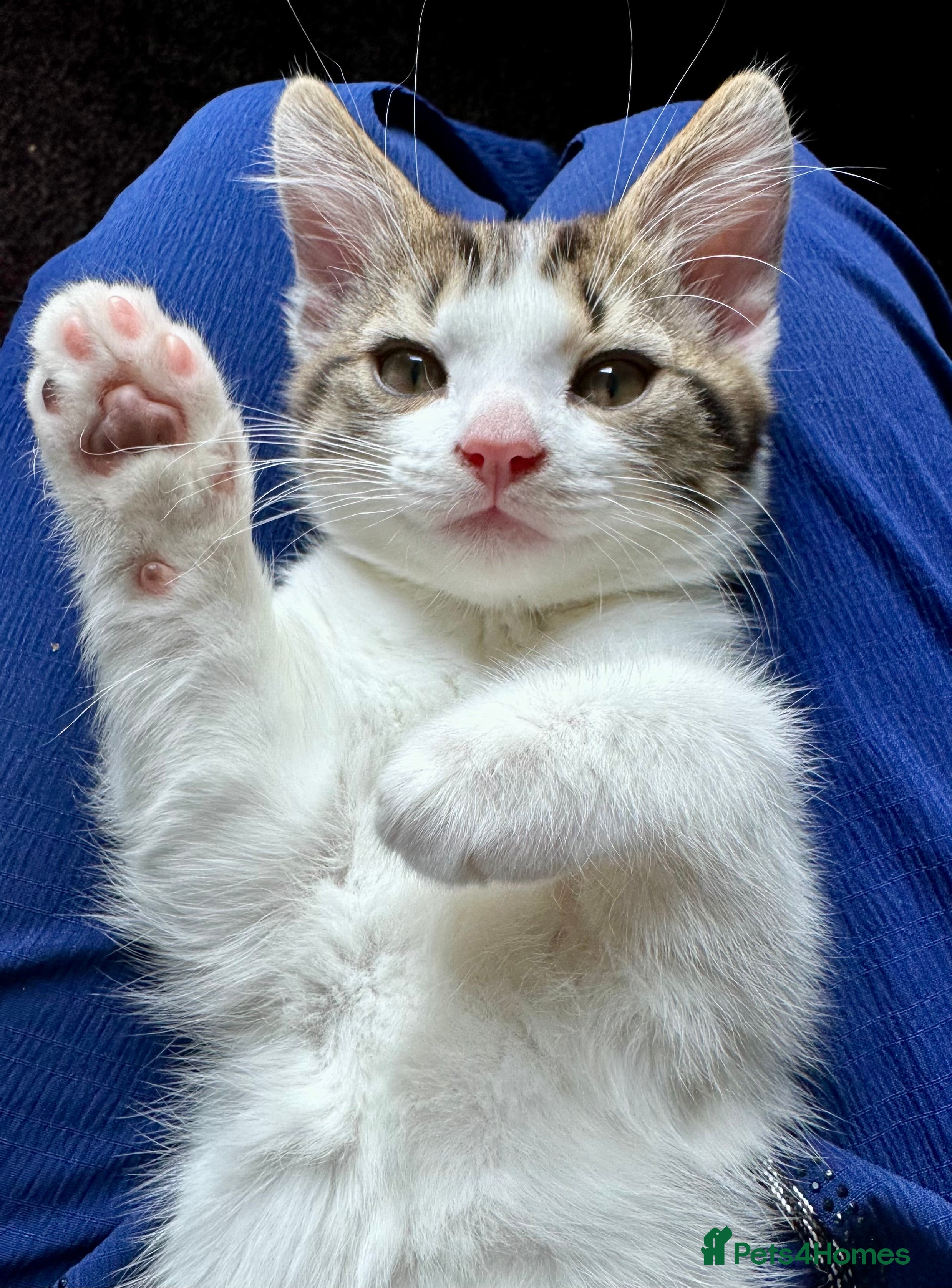 Bengal cats 🐾 Two Playful Tabby Male Kittens for Loving Homes - Advert 1