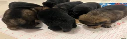 German Shepherd dogs for sale: 7 stunning German Shepard puppies for sale  - Advert 12