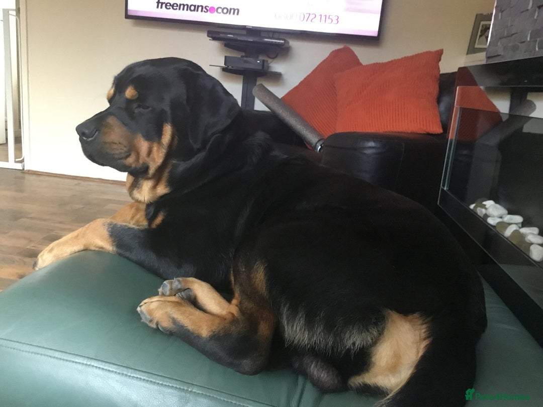 Rottweiler dogs for sale: ROTTWIELER PUPPIES - Image 11