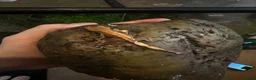Gecko reptiles for sale: 🦎 Baby Crested Geckos Available 🦎 - Advert 4