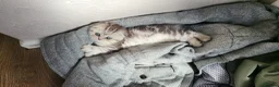 British Shorthair cats for sale: Amazing Scottish fold girls - Advert 21