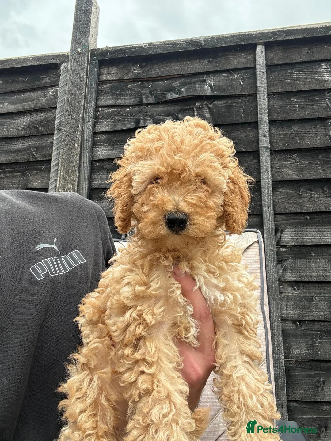Toy Poodle dogs for stud: Quinn Red & white Toy Poodle for Stud ONLY. in Northampton - Advert 18