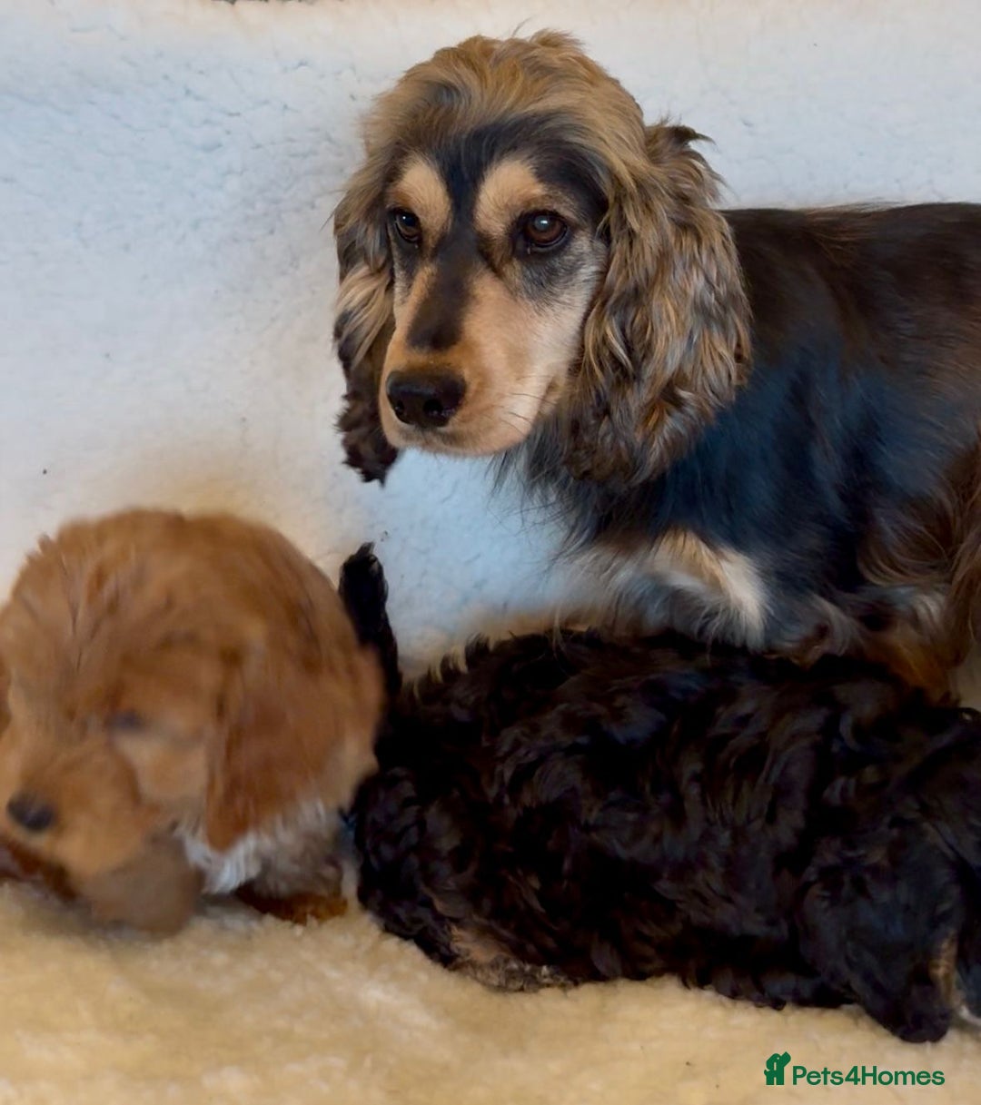 Cockapoo dogs for sale: F1 Cockerpoo Puppies  - Image 1