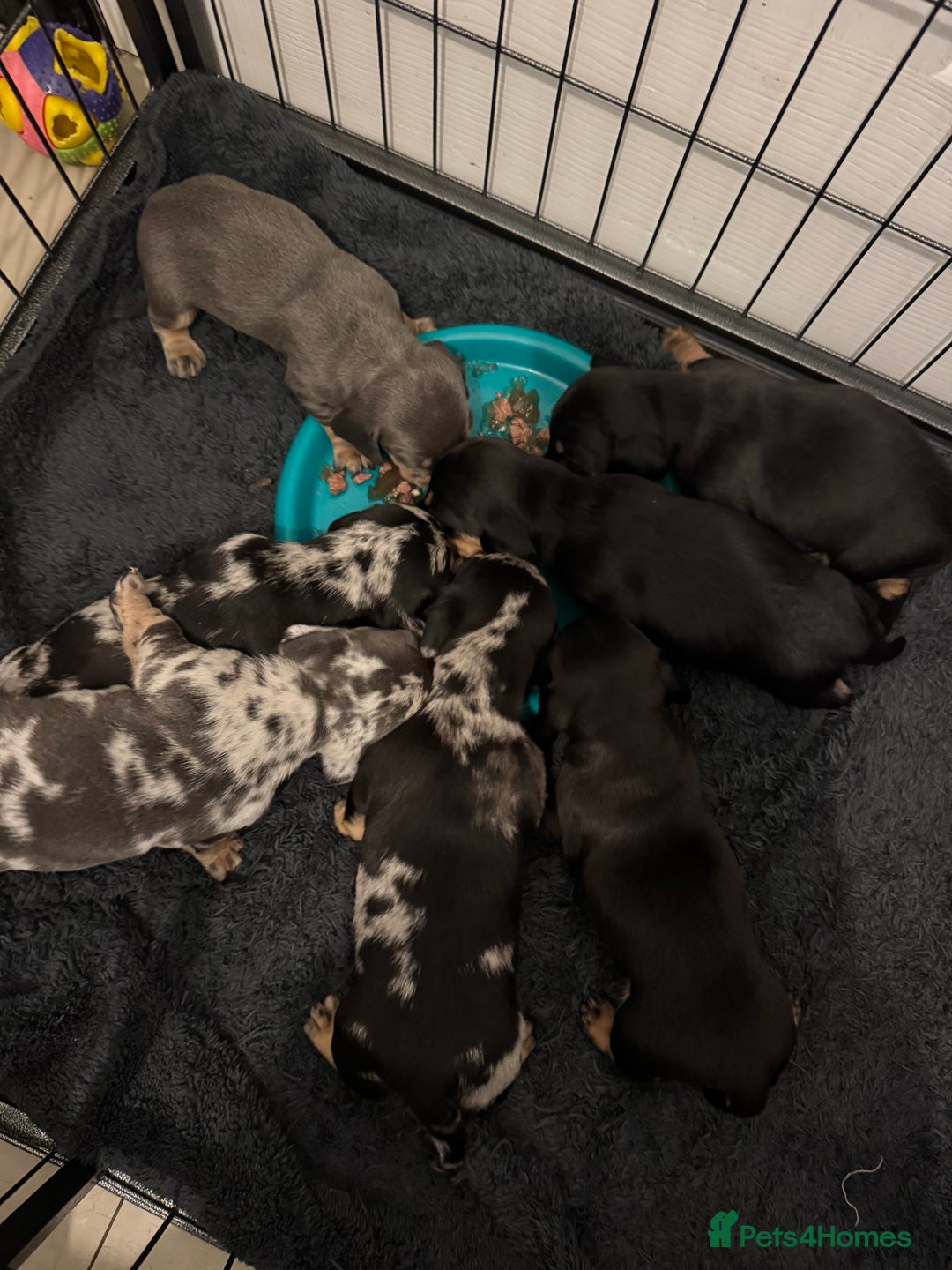 Dachshund dogs for sale: Miniature dachshunds - Image 11