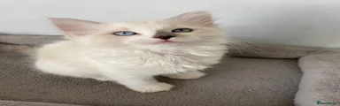 SIA
