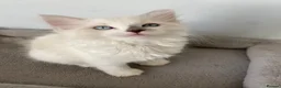 Ragdoll cats for sale: TICA REGISTERED PUREBRED RAGDOLL KITTENS AVAILABLE - Advert 34