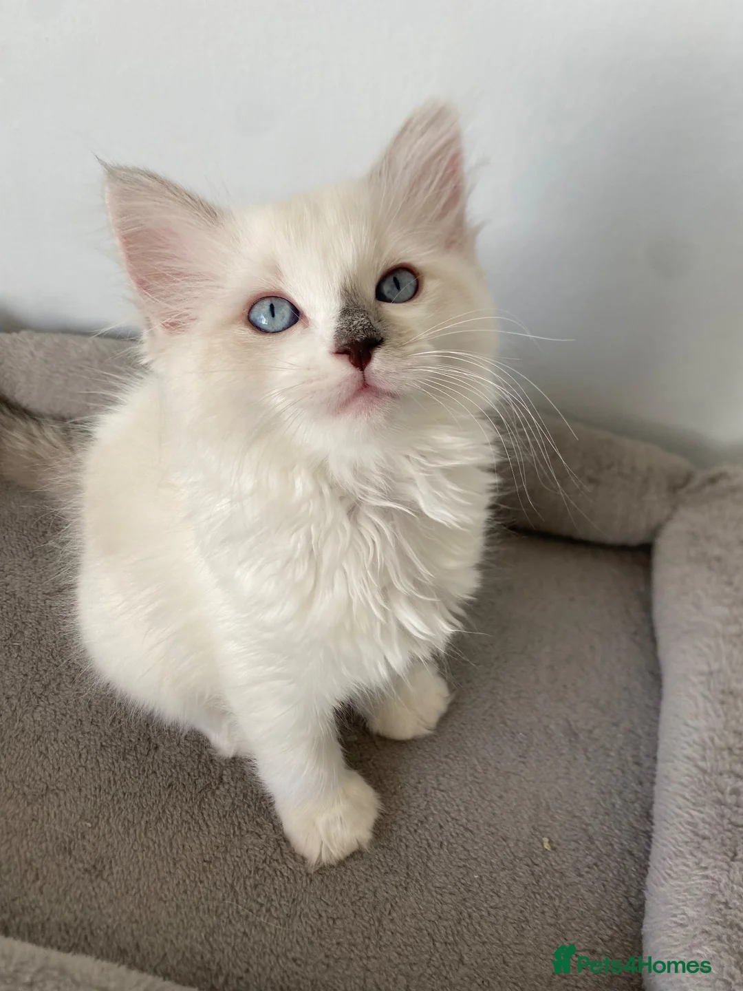 Ragdoll cats for sale: TICA REGISTERED PUREBRED RAGDOLL KITTENS AVAILABLE - Advert 34