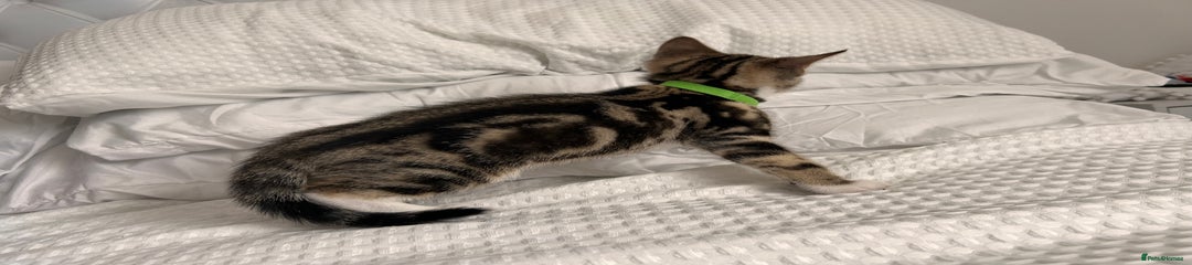 Bengal Kitten 1