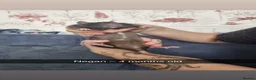 Rat rodents for sale: 8 rats for rehoming  - Advert 1