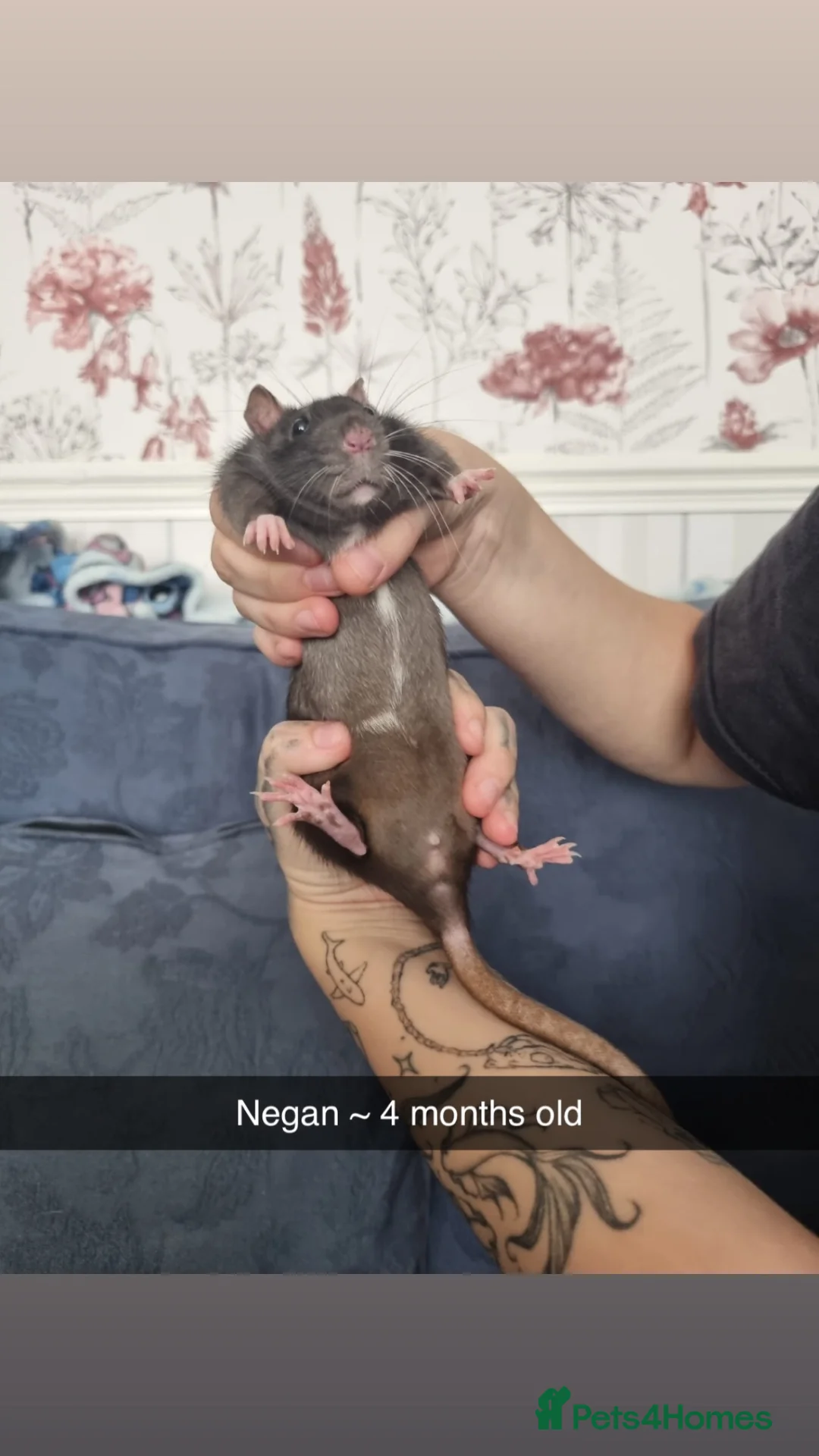 Rat rodents for sale: 8 rats for rehoming  - Advert 1