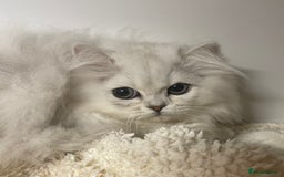 Persian cats for sale: Silver Chinchilla Persians Available! - Image 9