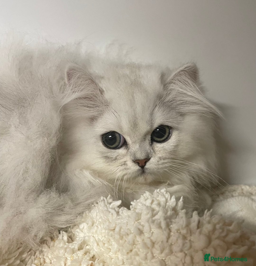 Persian cats for sale: Silver Chinchilla Persians Available! - Image 9