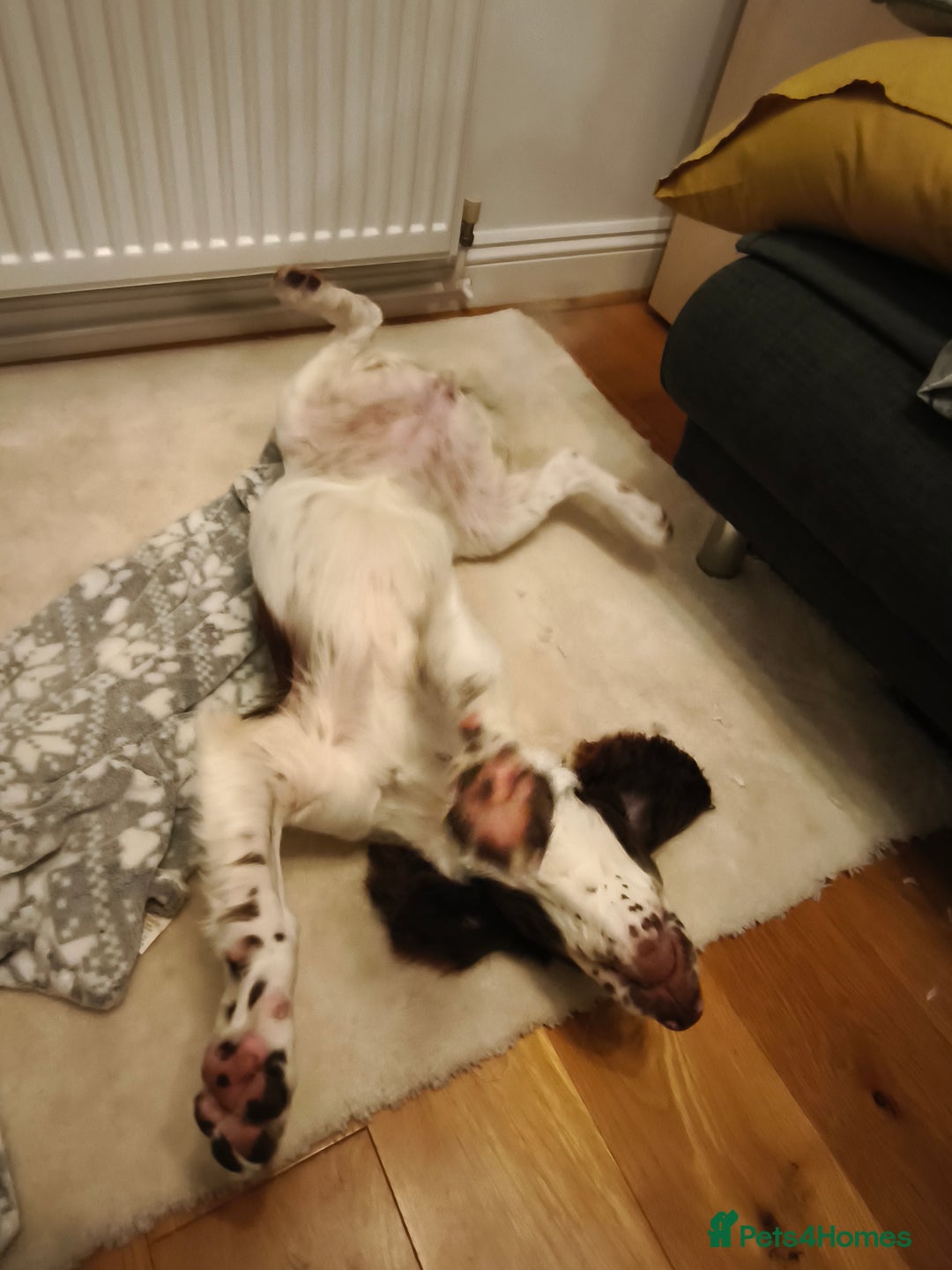 Sprocker dogs for sale: Family dog Sprocker puppy  - Advert 10