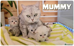 Scottish Fold cats for sale: Scottish Fold Kittens ( Delivery  available) - Image 16