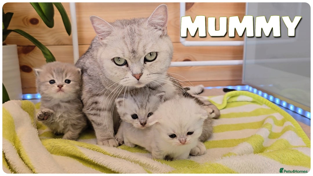 Scottish Fold cats for sale: Scottish Fold Kittens ( Delivery  available) - Image 16