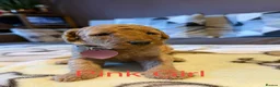 Labradoodle dogs for sale: Labradoodle Fox Red ♥️ - Advert 6