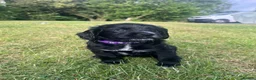 Cocker Spaniel dogs for sale: Beautiful working cocker spaniel pups  - Advert 8