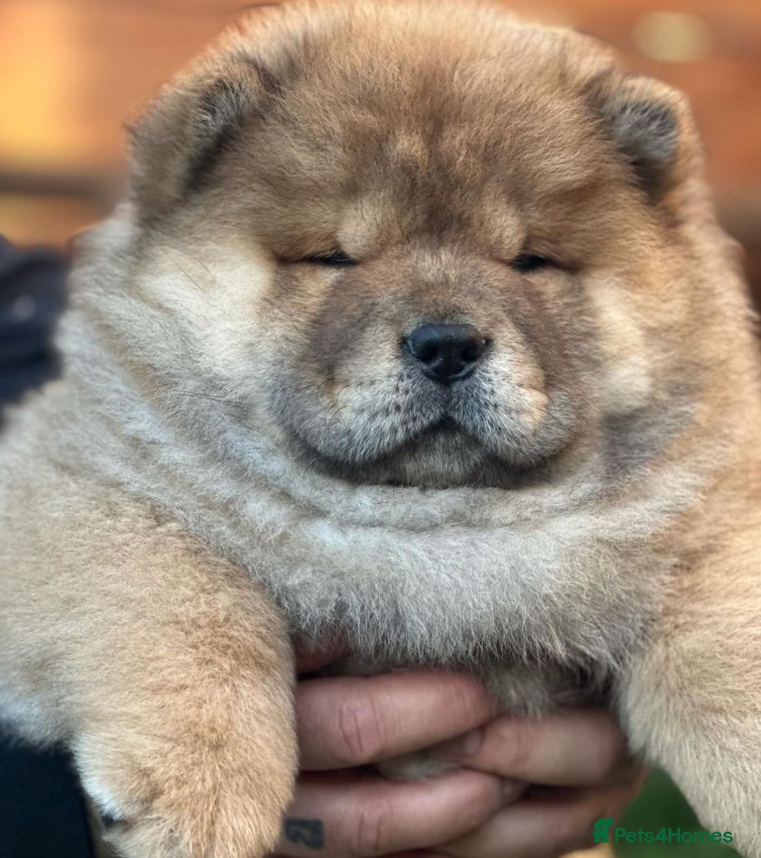 Chow Chow dogs for sale: Kc Registered Chow Chow Pups - Image 15