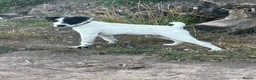 Jack Russell dogs for sale: Jack Russell dog 6 months old  - Advert 14