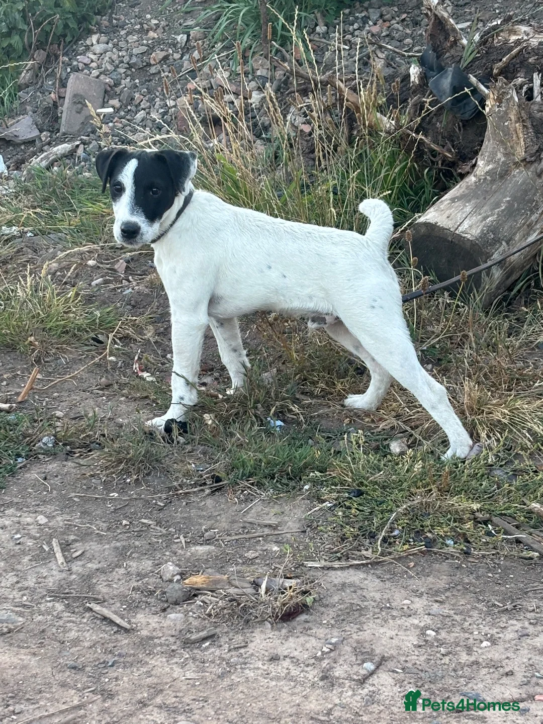 Jack Russell dogs for sale: Jack Russell dog 6 months old  - Advert 14