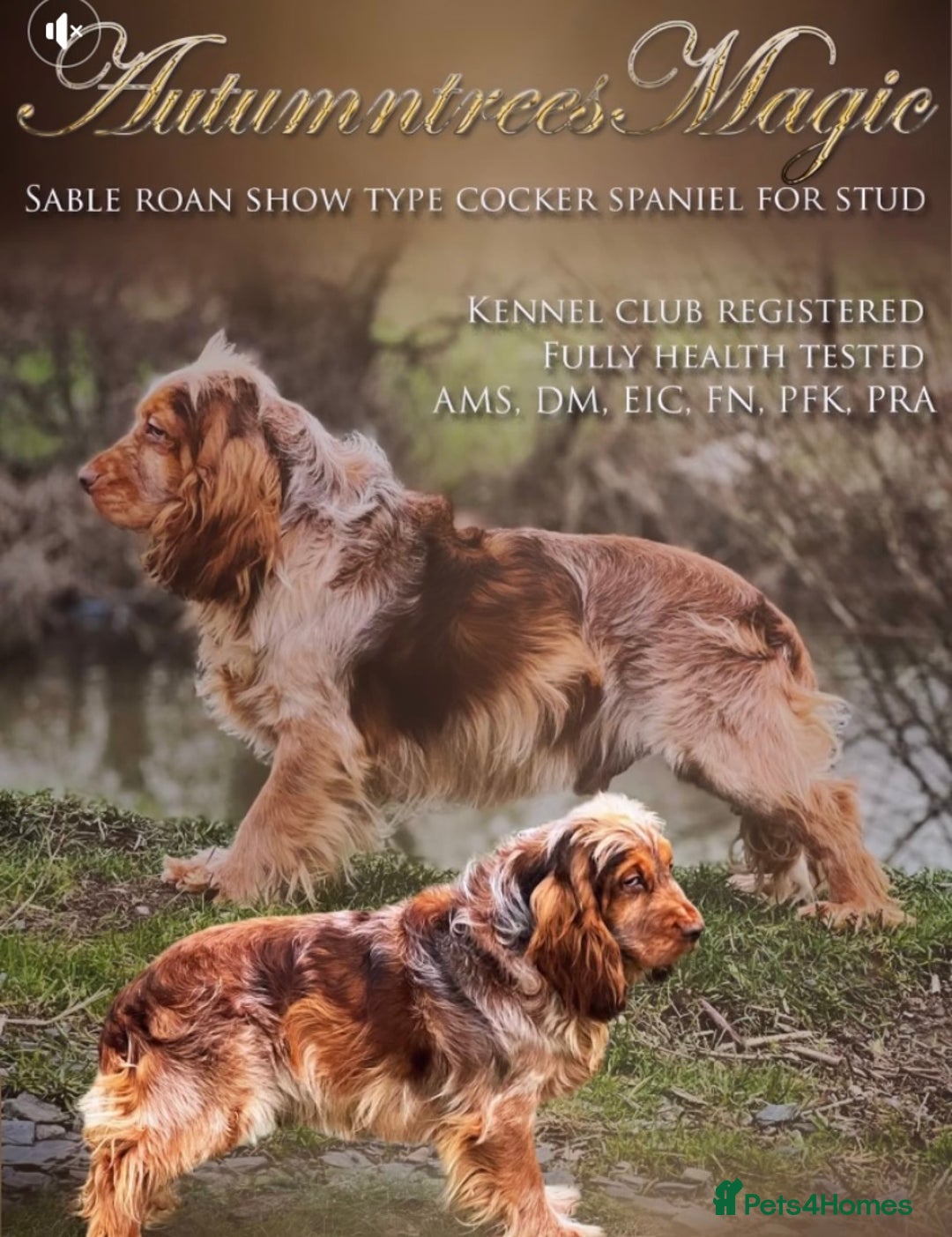 Cocker Spaniel dogs for sale: Show Type cocker spaniel puppies for sale - Image 15