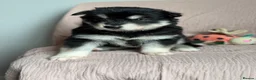 Siberian Husky dogs for sale: Carefully-raised northern breed companions - Advert 21