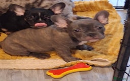 French Bulldog dogs for sale: 4 beautiful French Bulldog  - Advert 4