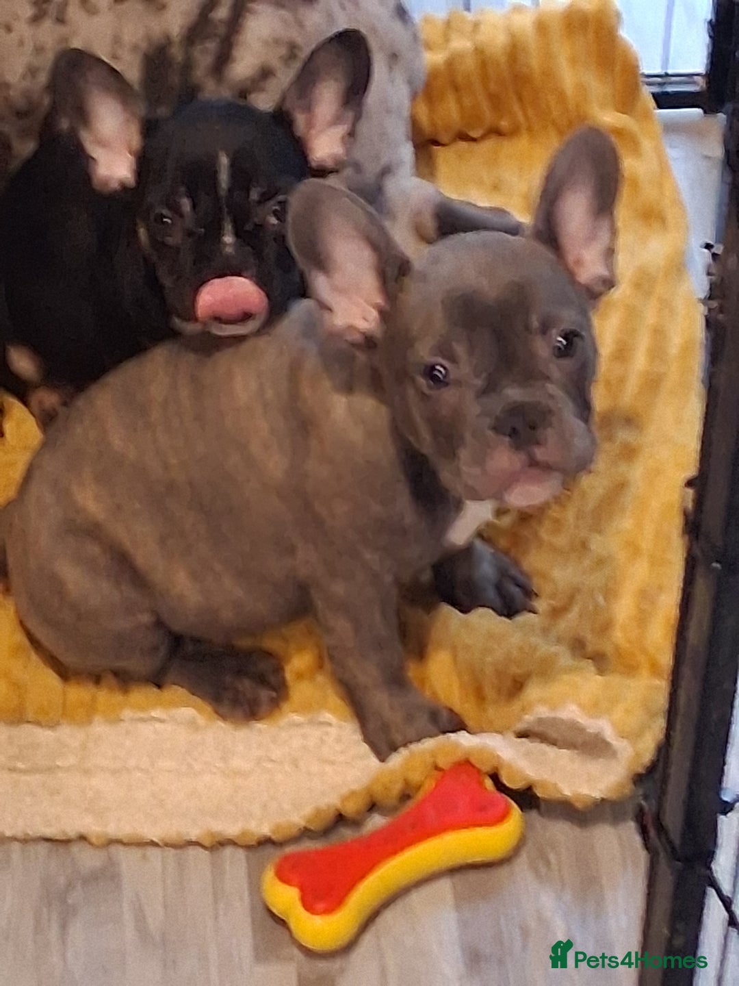 French Bulldog dogs for sale: 4 beautiful French Bulldog  - Advert 4