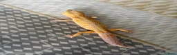 Leopard Gecko reptiles for sale: Male Leopard geckos  - Advert 10