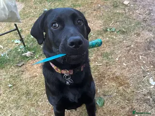 Labrador Retriever dogs Pure black lab - Advert 1