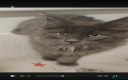 Maine Coon cats for sale: Beautiful Maine coon kittens - Image 7