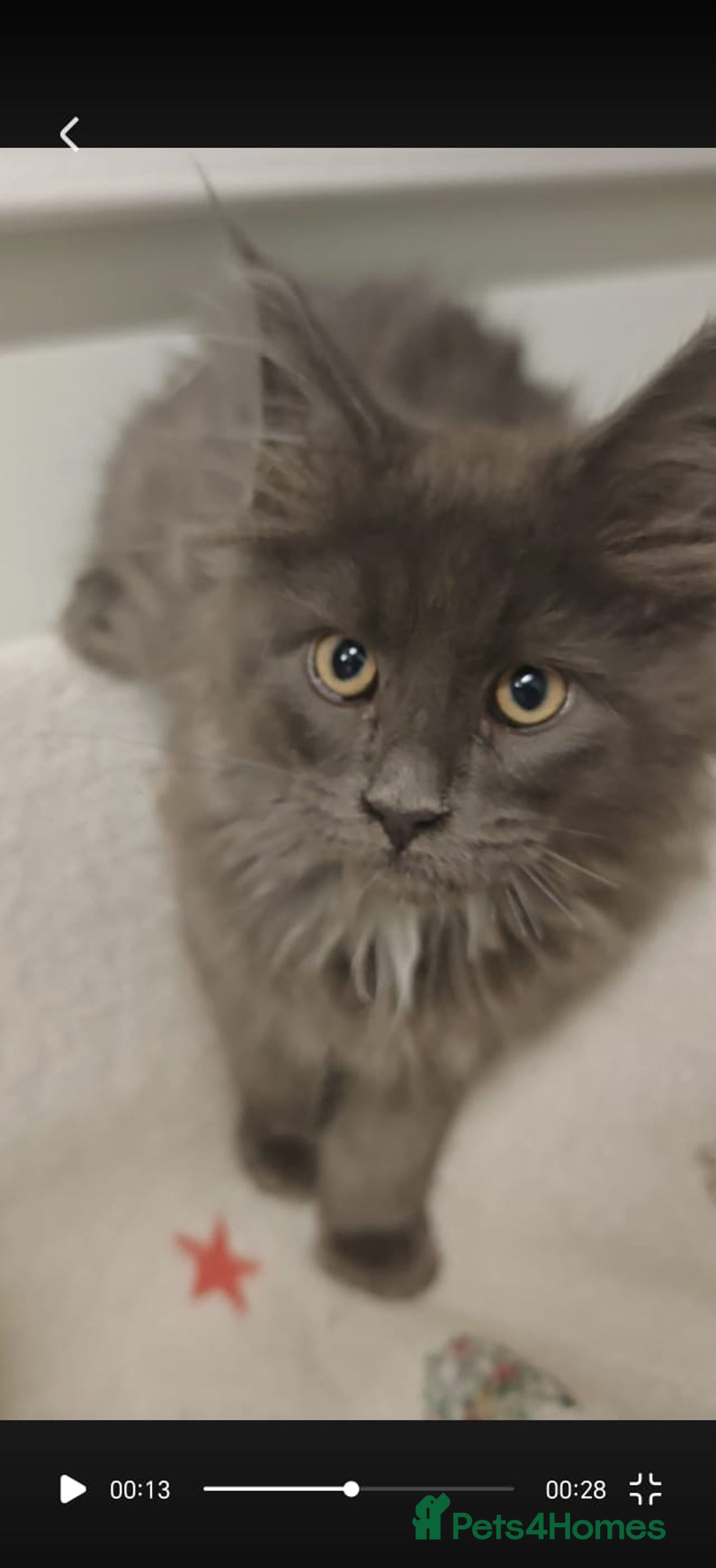 Maine Coon cats for sale: Beautiful Maine coon kittens - Image 7