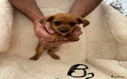 Mixed Breed dogs for sale: Dachshund x jack russle pups   - Image 7