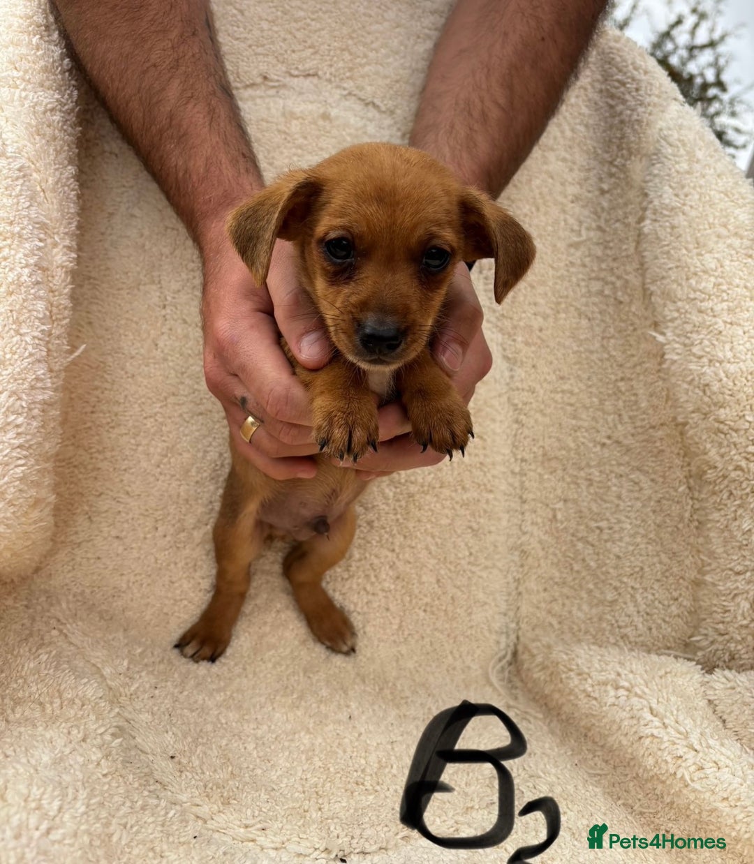 Mixed Breed dogs for sale: Dachshund x jack russle pups   - Image 7