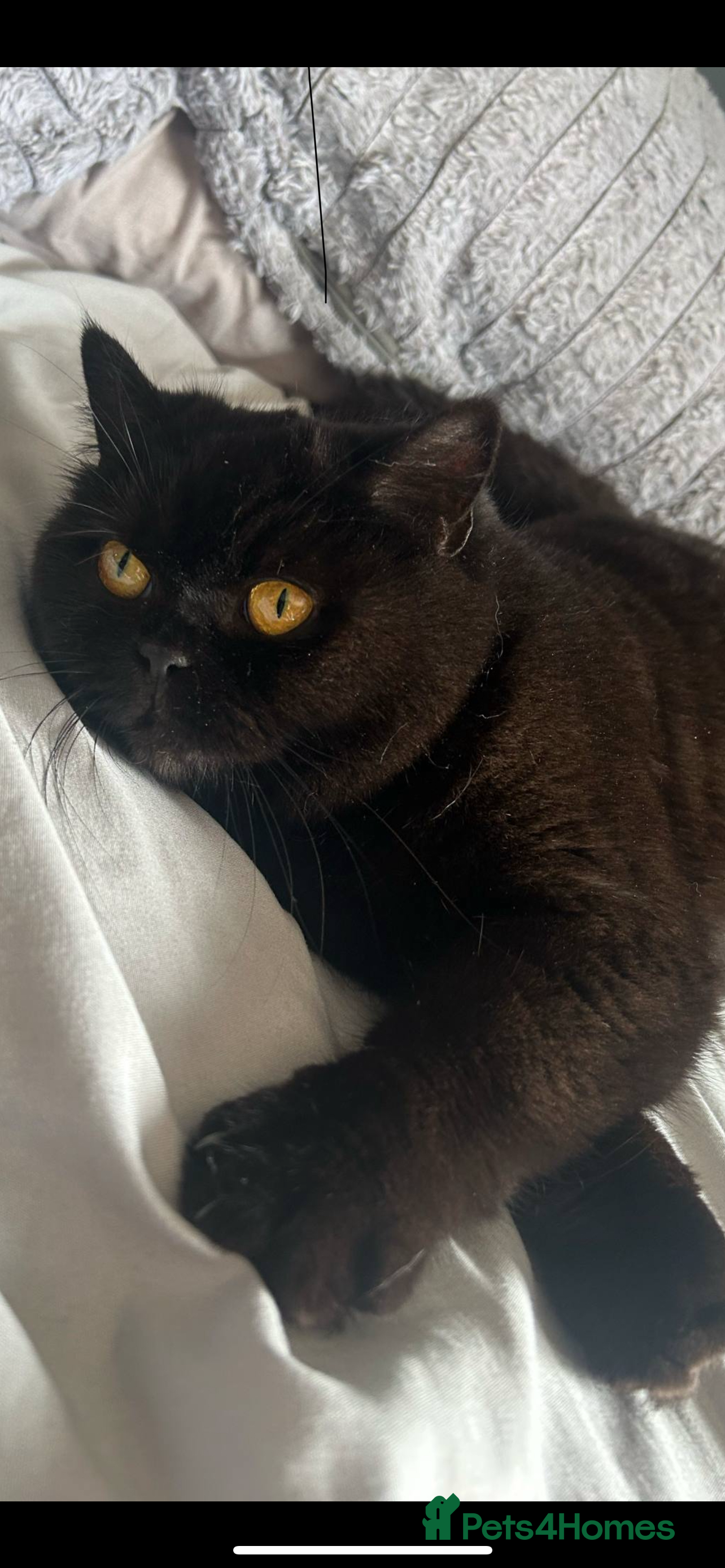 British Shorthair cats Beautiful male looking for his forever home💙 - Advert 1