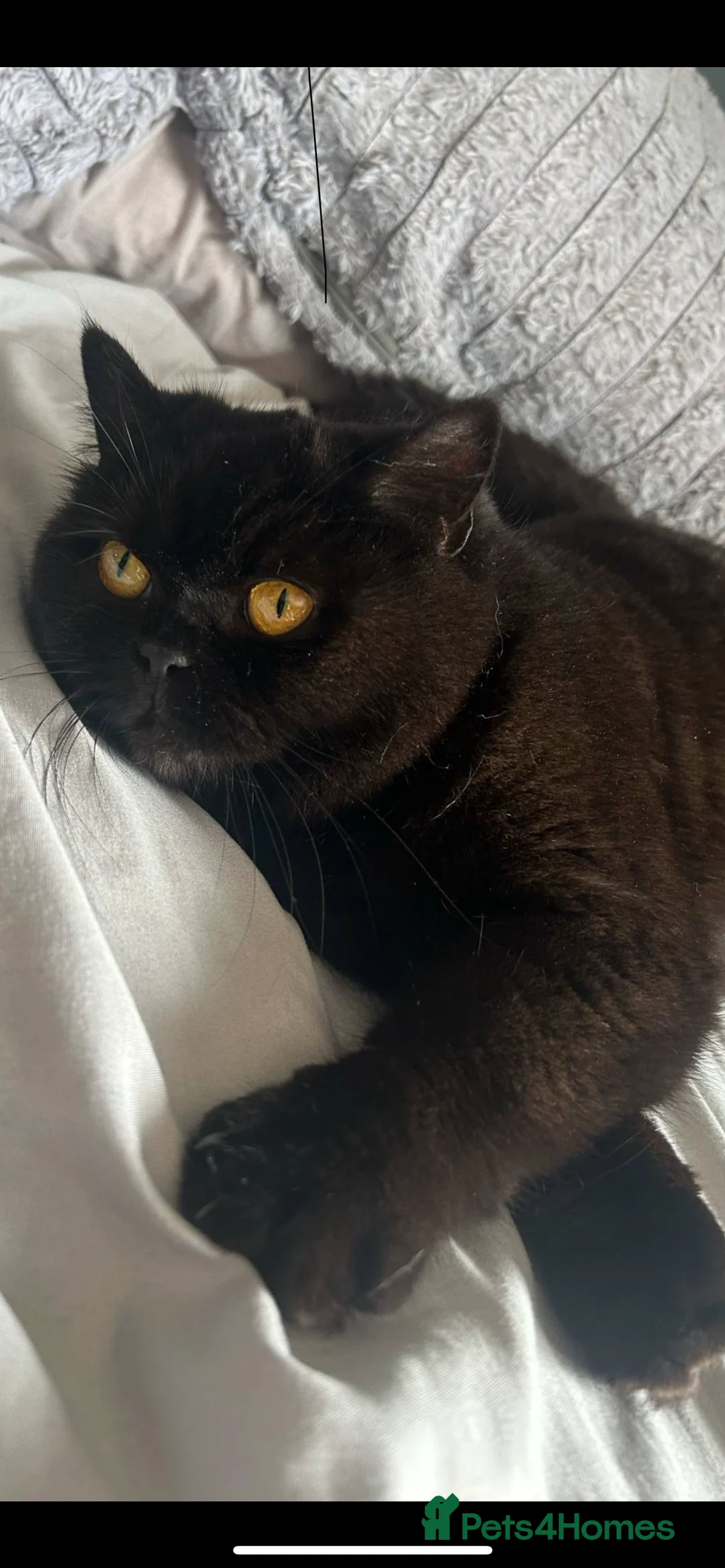 British Shorthair cats for sale: Beautiful male looking for his forever home💙 - Advert 2