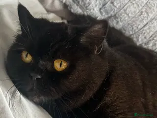 British Shorthair cats Beautiful male looking for his forever home💙 - Advert 1